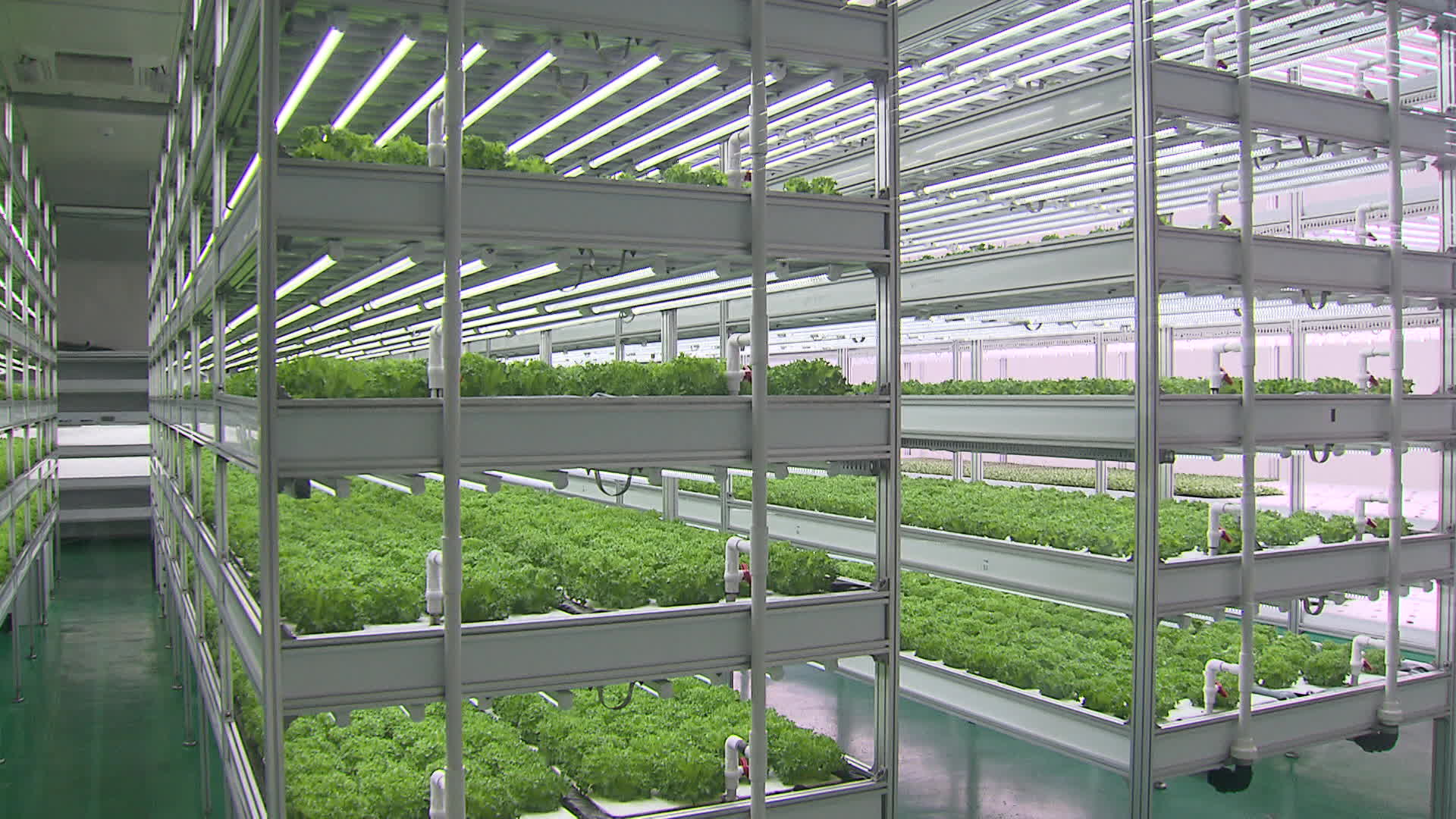 경기도 군포시에 있는 농심 스파트팜 연구소. 6층 재배단에서 엽채류를 키우는 수직농장을 운영하고 있다.  농심은  2022년 오만에 20만 달러 규모의 스마트팜을 수출한 바 있다.