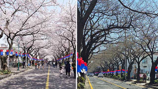 매년 제주시 전농로 벚꽃길에서 열리는 ‘전농로 왕벚꽃 축제’ 풍경(왼쪽)과 올해 축제 개막을 하루 앞둔 21일 전농로 벚꽃길의 모습.