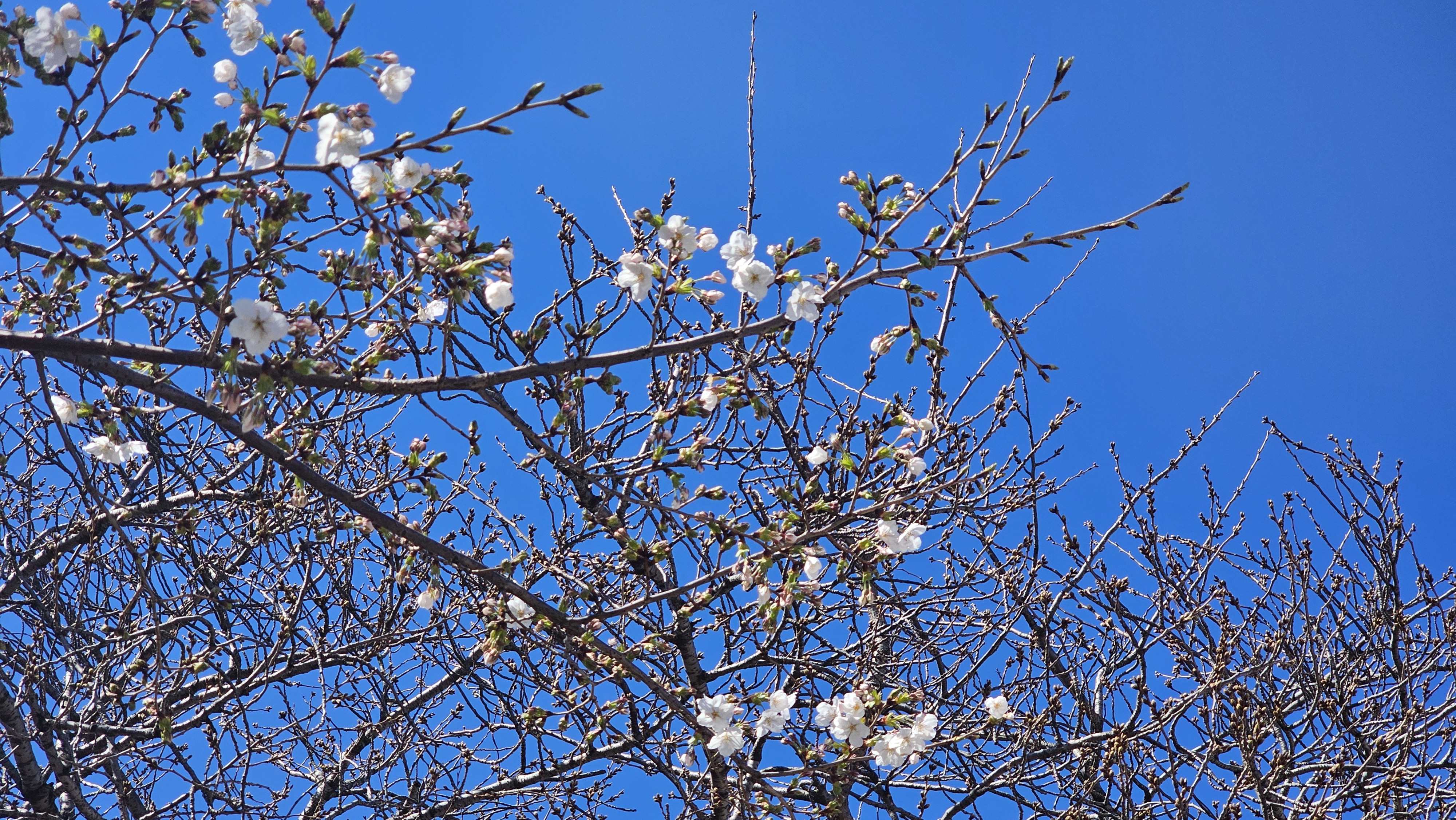 제17회 전농로 왕벚꽃 축제를 하루 앞둔 21일 오전, 왕벚나무 한 그루가 ‘나 홀로’ 꽃망울을 터뜨리고 있다.