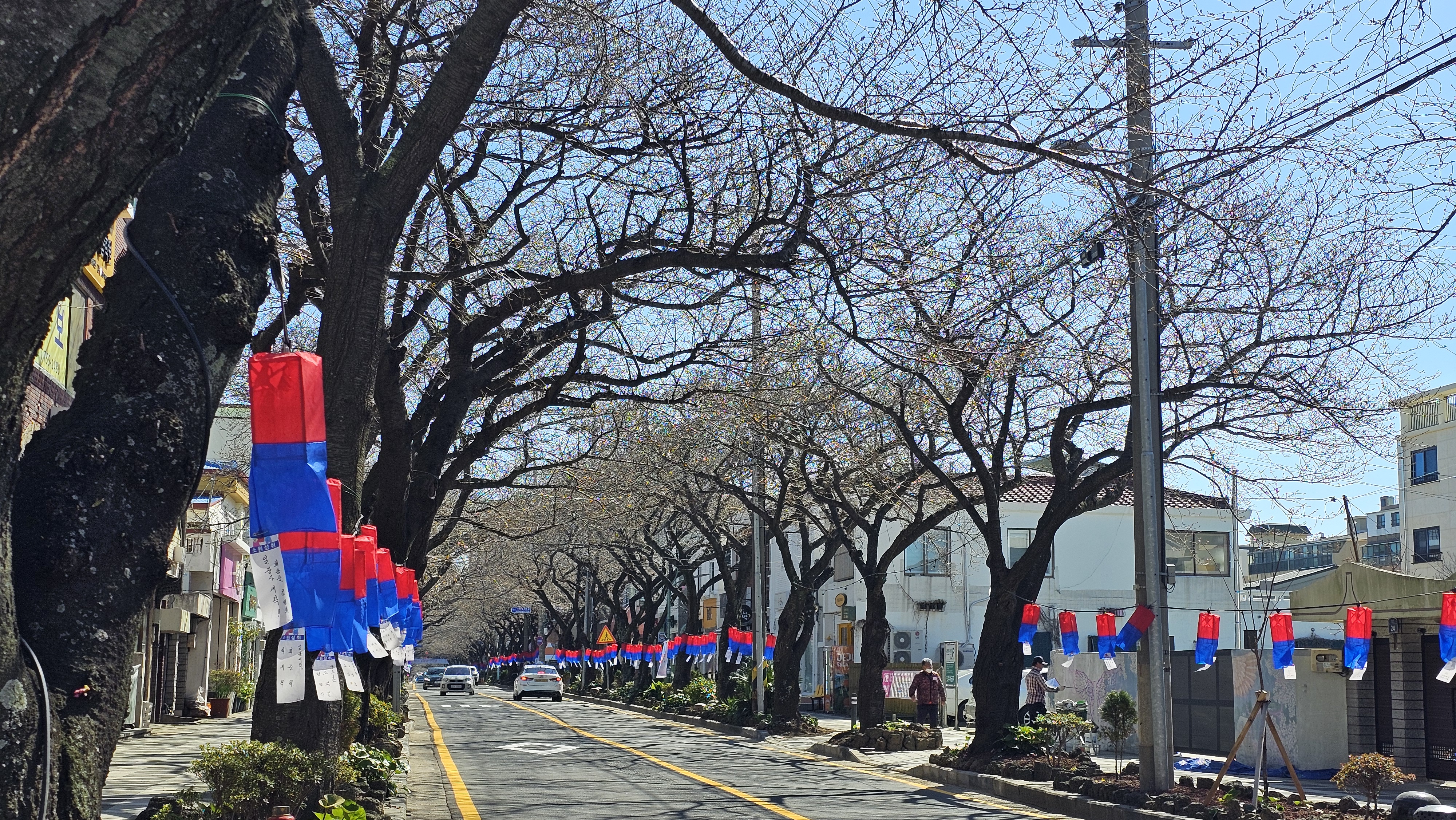 매년 제주시 전농로 벚꽃길에서 열리는 ‘전농로 왕벚꽃 축제’ 풍경(위)과 올해 축제 개막을 하루 앞둔 21일 전농로 벚꽃길의 모습.