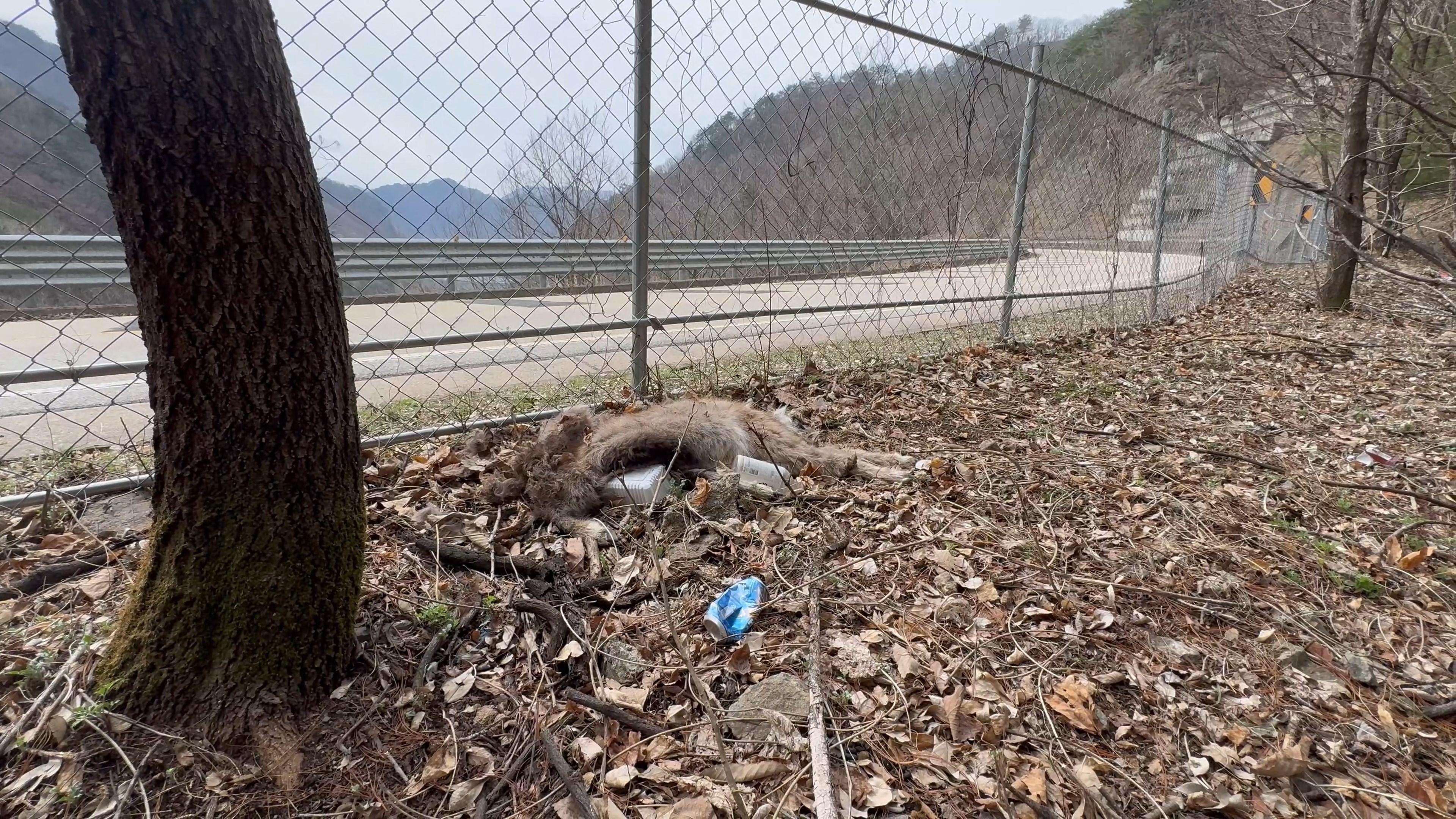 지난 5일 강원도 양구군 방산면에서 발견된 산양 사체 (사진 제공 : 국립공원을 지키는 시민의 모임)