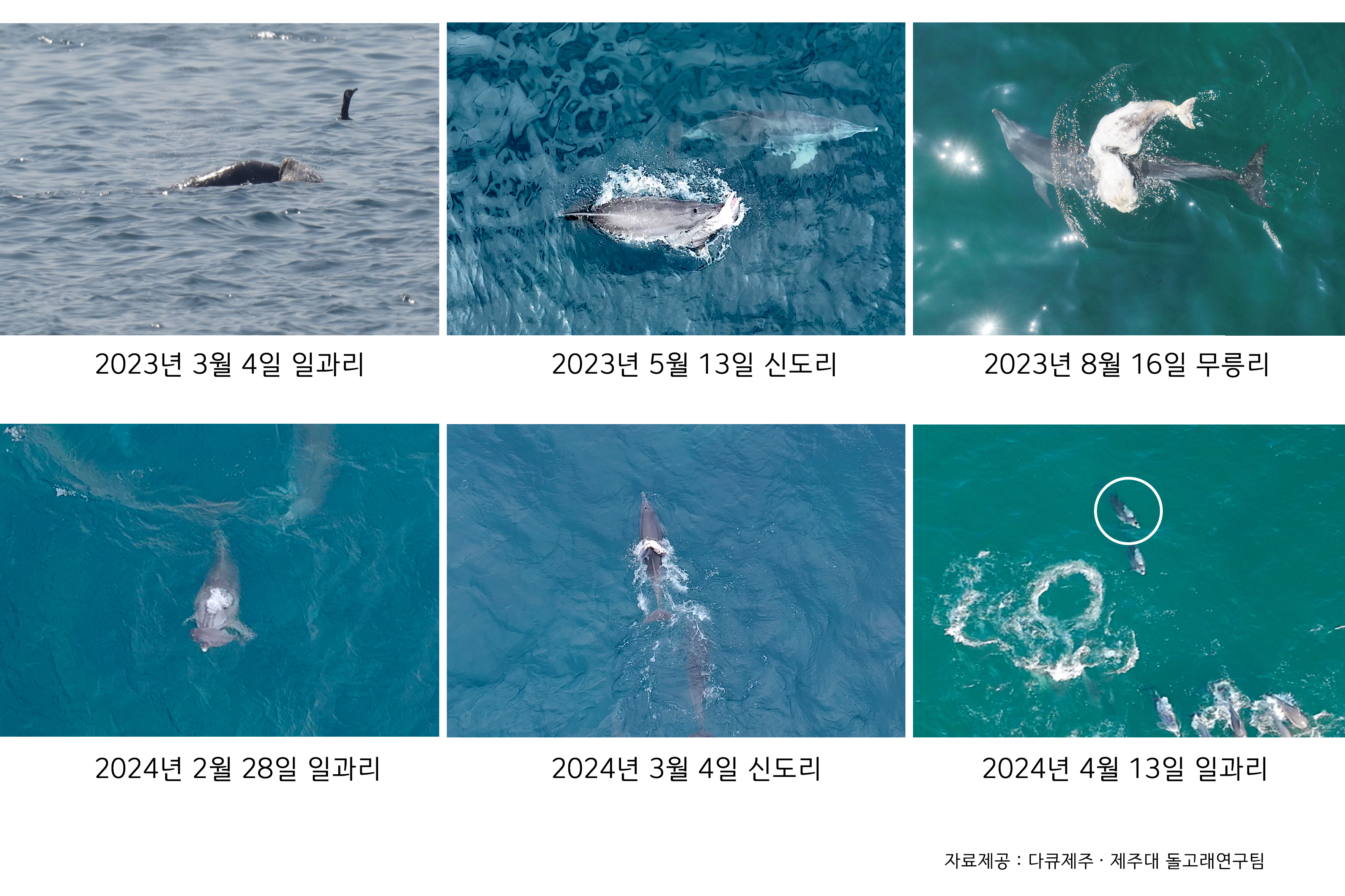 최근 1년간 제주대 돌고래연구팀·다큐제주 팀이 제주 앞바다에서 포착한 죽은 어린 남방큰돌고래
