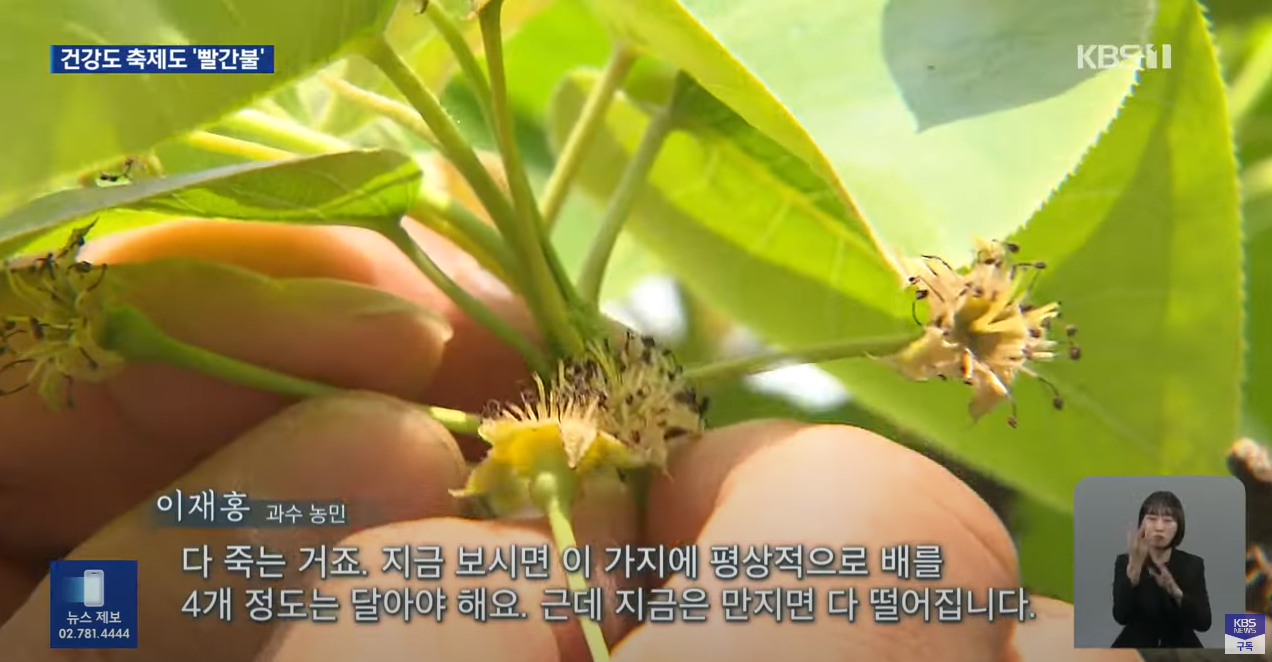 KBS 9시 뉴스, “봄의 반란…더 커진 기후 ‘경고음’”