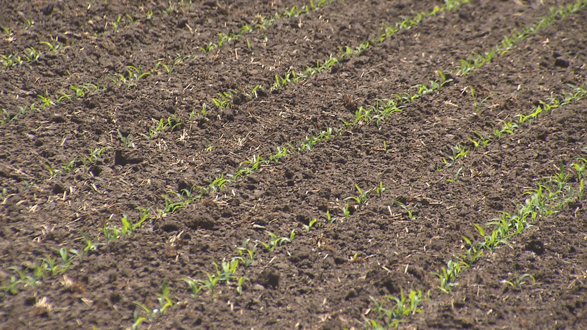 정부는 지난해부터 논에 벼 대신 콩이나 옥수수를 심는 '전략작물직불제'를 실시하고 있다.