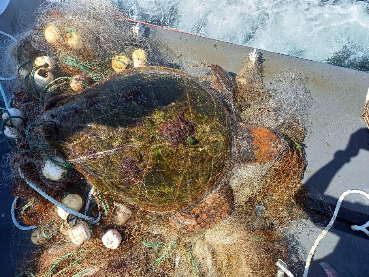 지난 18일 제주 서귀포시 정방폭포 인근 해상에서 발견된 폐그물에 감겨 죽은 붉은바다거북 사체 (화면제공=서귀포해양경찰서)