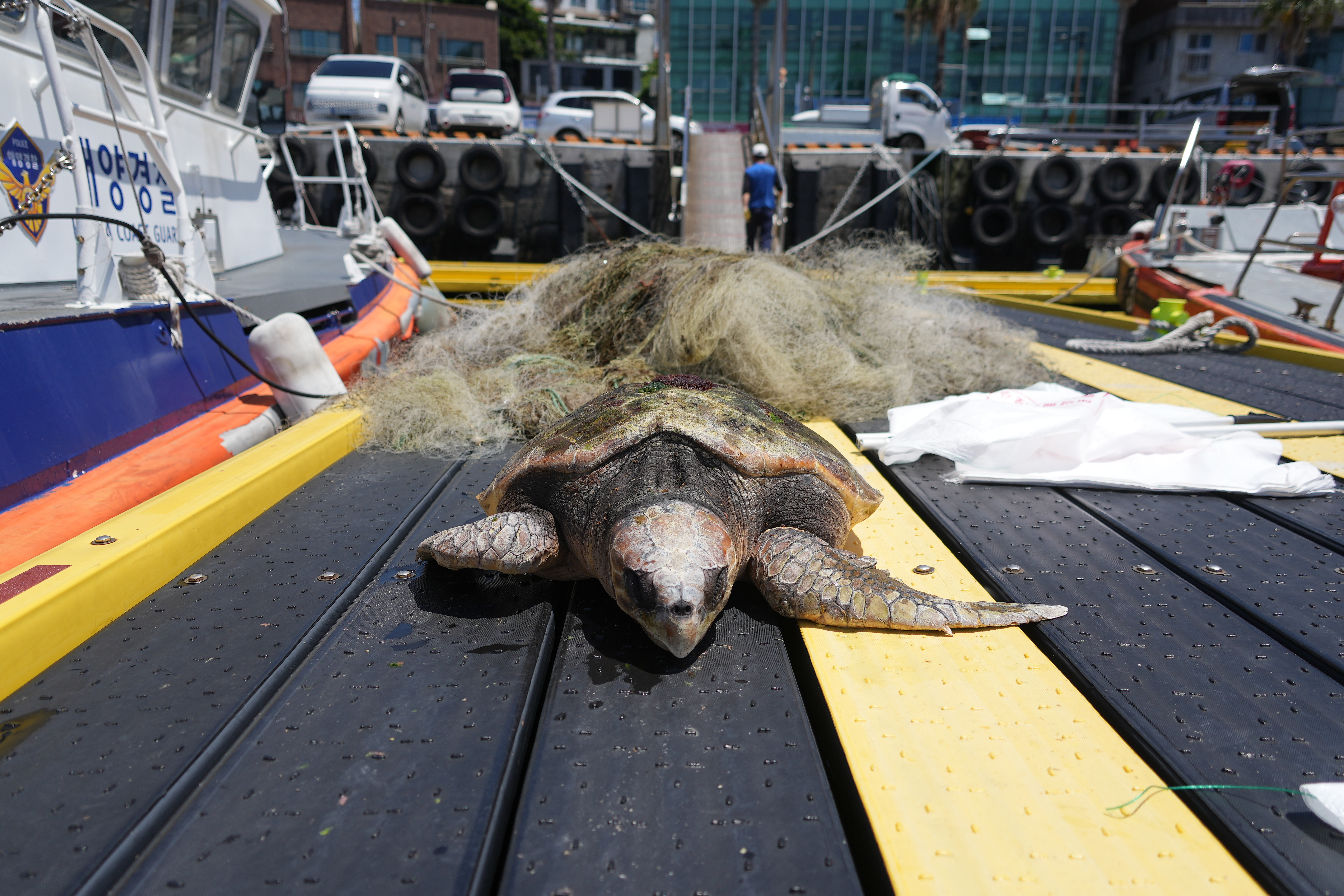 지난 18일 제주 서귀포시 정방폭포 인근 해상에서 폐그물에 감겨 죽은 붉은바다거북 사체 (화면제공=서귀포해양경찰서)