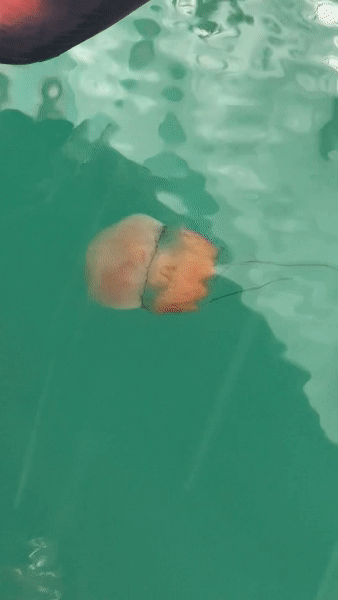 지난달 27일 서귀포시 화순항에서 발견된 노무라입깃해파리. (화면제공:시청자 이준철)