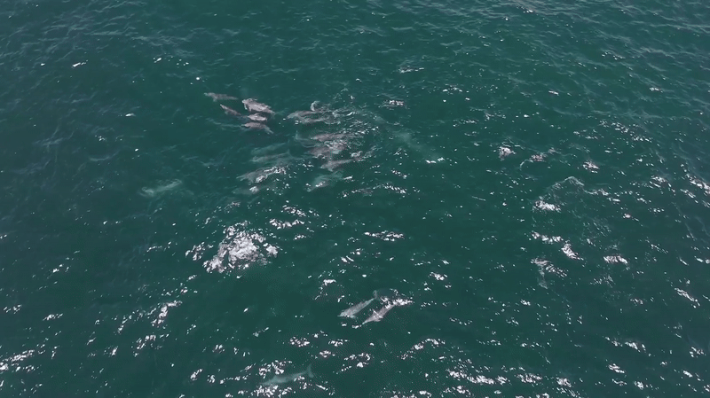 지난달 31일 서귀포시 대정읍 무릉리 해상에서 제주대 돌고래연구팀과 ‘다큐제주’팀이 포착한 남방큰돌고래 무리.