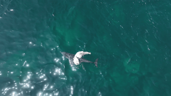 지난 4월 제주 앞바다에서 목격된 어미 돌고래가 죽은 새끼 돌고래를 업고 유영하고 있다. 새끼 돌고래는 피부가 허옇게 변해, 이미 부패가 상당히 진행된 모습이다. 다큐제주·제주대 돌고래연구팀 제공