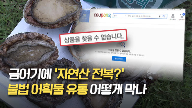 금어기에 ‘자연산 전복’?…인터넷은 ‘불법 어획물’ 사각지대