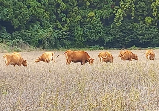 제주 서귀포시 표선면 영주산 인근 콩밭(시청자 제공)