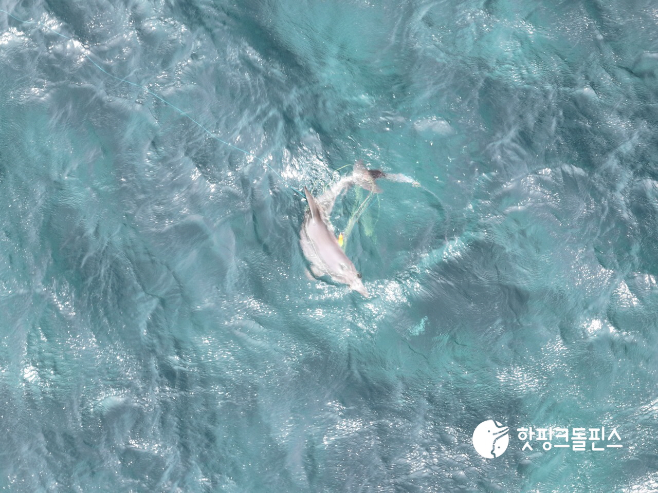 지난달 14일 서귀포시 대정읍 앞바다에서 드론으로 촬영한 남방큰돌고래 종달이 모습. (핫핑크돌핀스 제공)