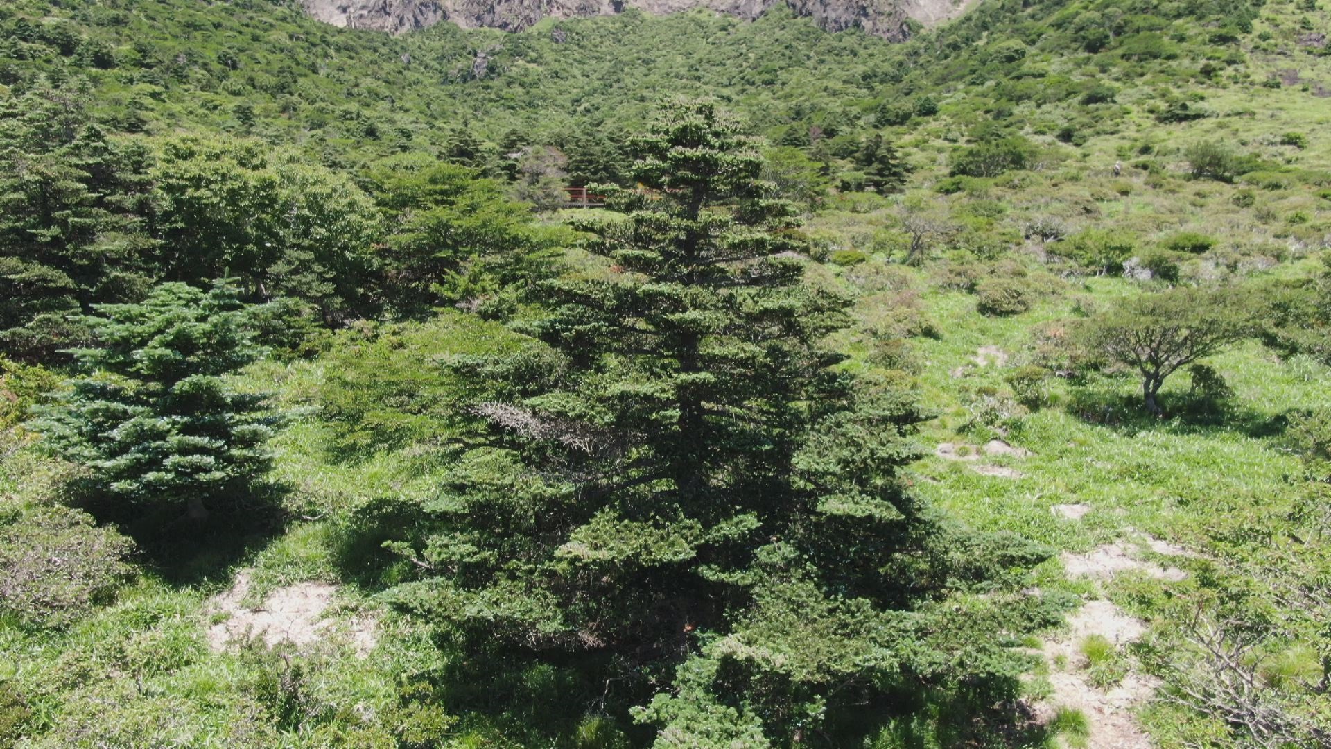 한라산 구상나무 대표목.