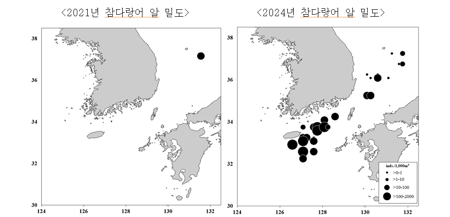 참다랑어 알 밀도 분포도. 2021년 독도 옆에서 발견됐던 참다랑어 알이 2024년엔 동해와 남해 여러 지점에서 채집됐다. <자료: 국립수산과학원>
