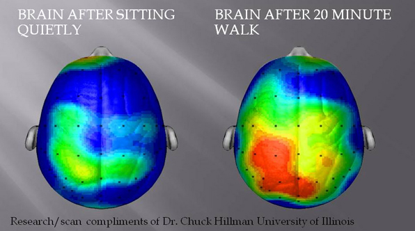 걷기 전(좌)과 후(우)의 뇌의 변화. 20분간의 걷기만으로도 뇌를 활성화할 수 있다. 