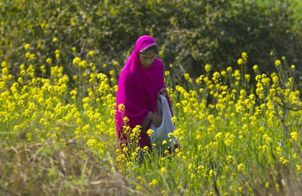 파키스탄의 한 여성이 이슬라마바드 교외에서 겨자를 수확하고 있다. (사진=AP)