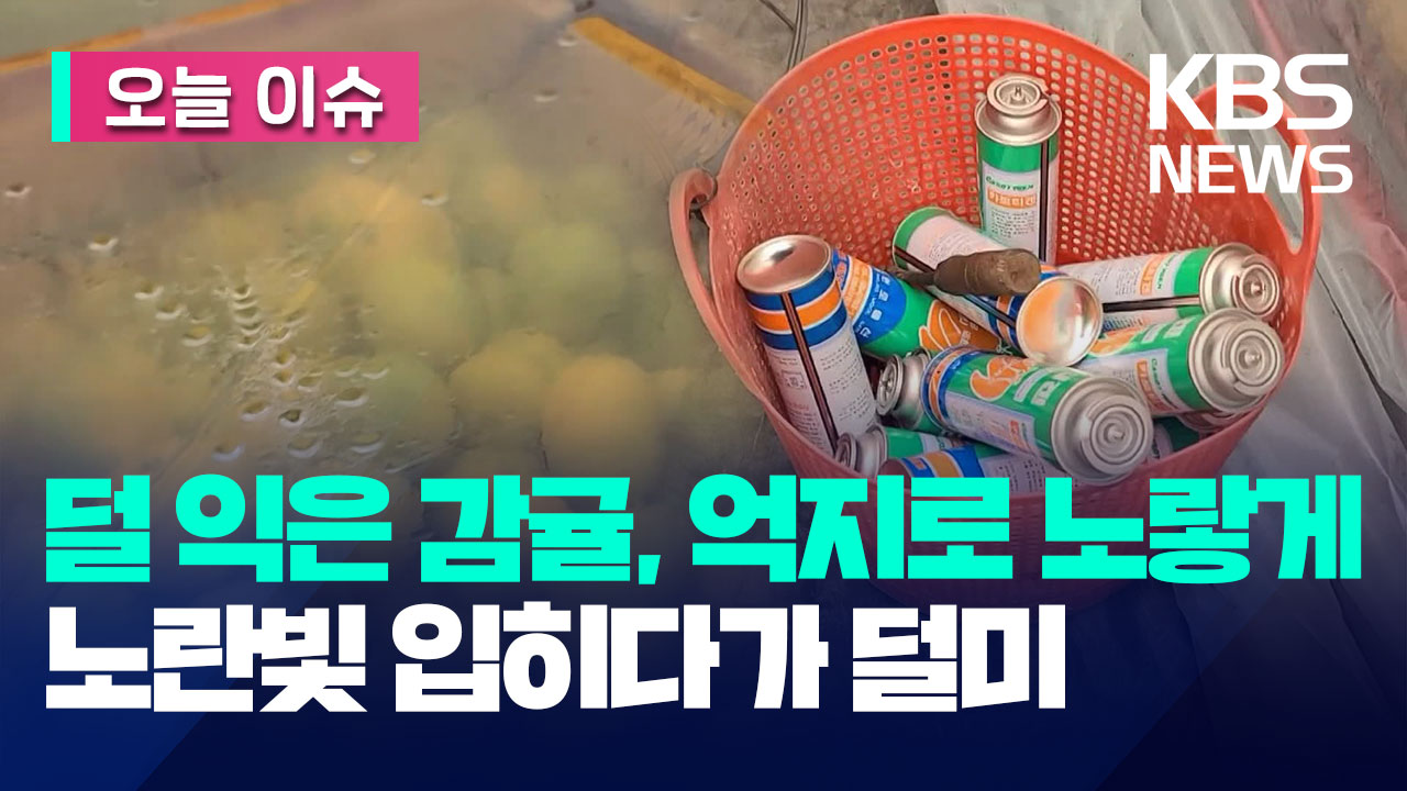 [오늘 이슈] ‘덜익은 제주 감귤, 억지로 노랗게’…가스로 감귤 착색해 팔려다 덜미