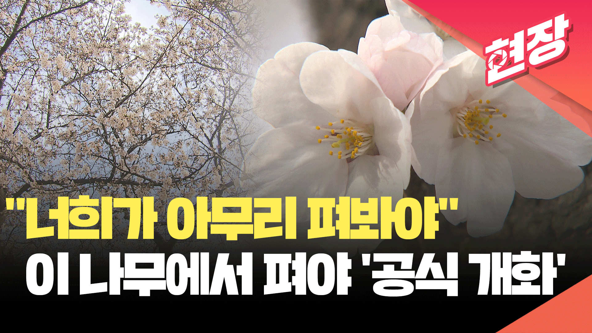 “벚꽃 개화를 선언합니다”…꽃 피는 시기는 ‘이 나무’로 정한다고? [현장영상] 