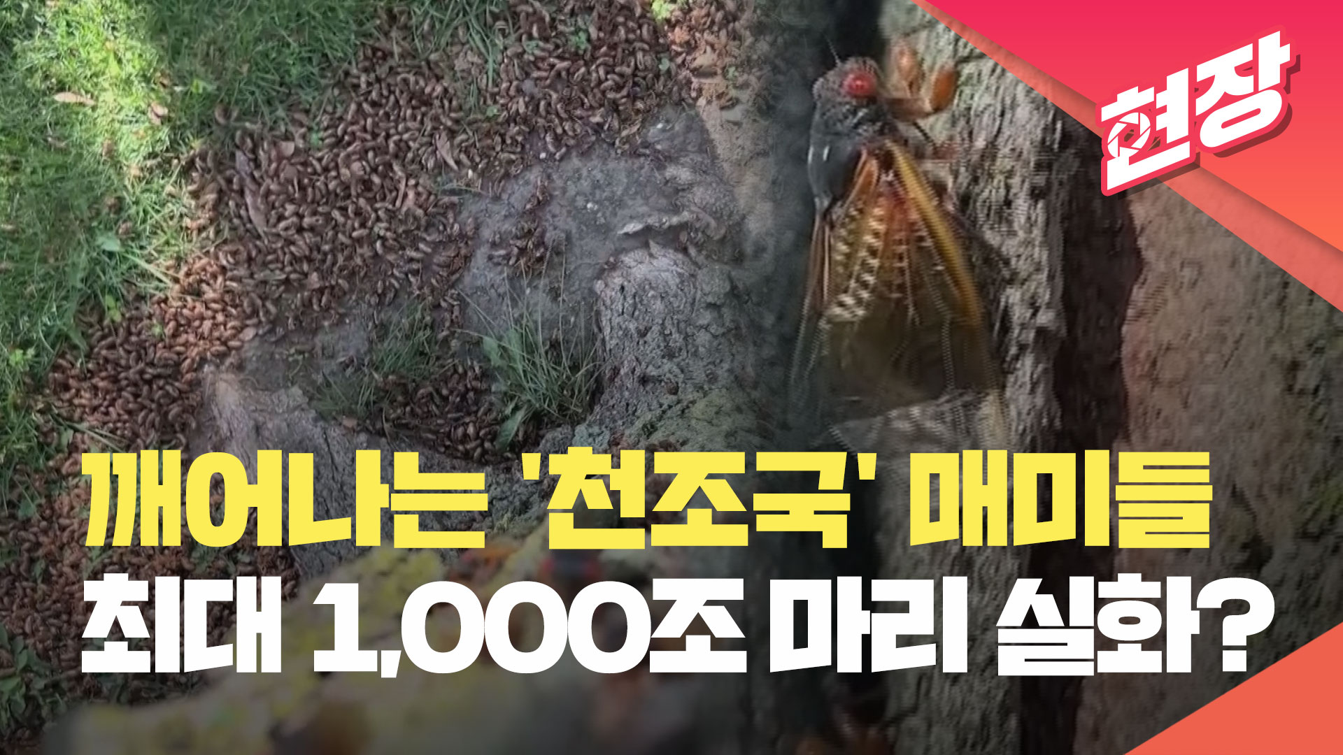 깨어나기 시작한 ‘천조국’ 매미…최대 1,000조 마리 출현?