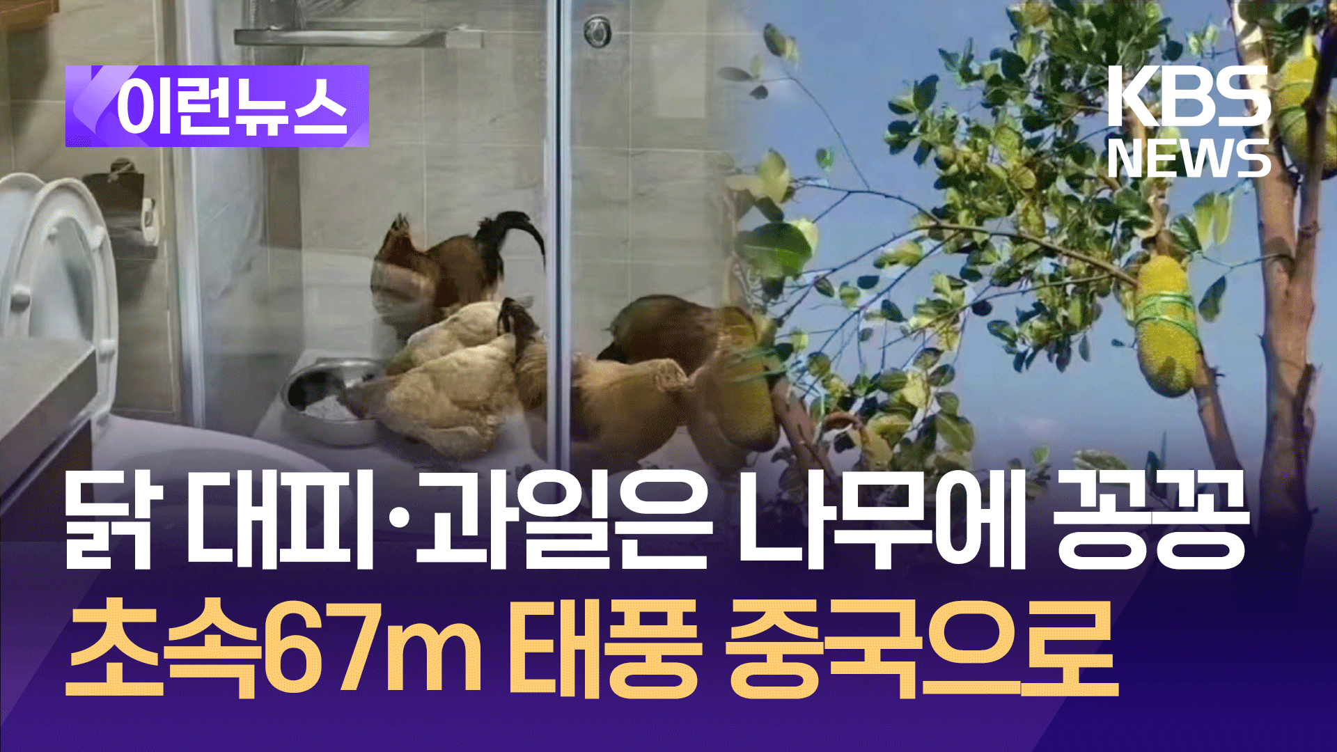 닭도 대피, 과일은 나무에 꽁꽁…초속 67m 슈퍼태풍 야기에 중국 ‘긴장’