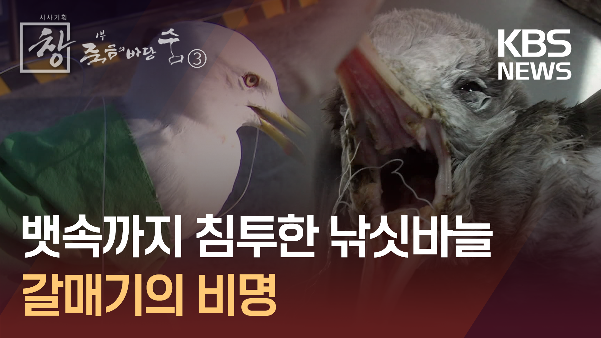 뱃속까지 침투한 낚싯바늘에 숨 거둔 갈매기