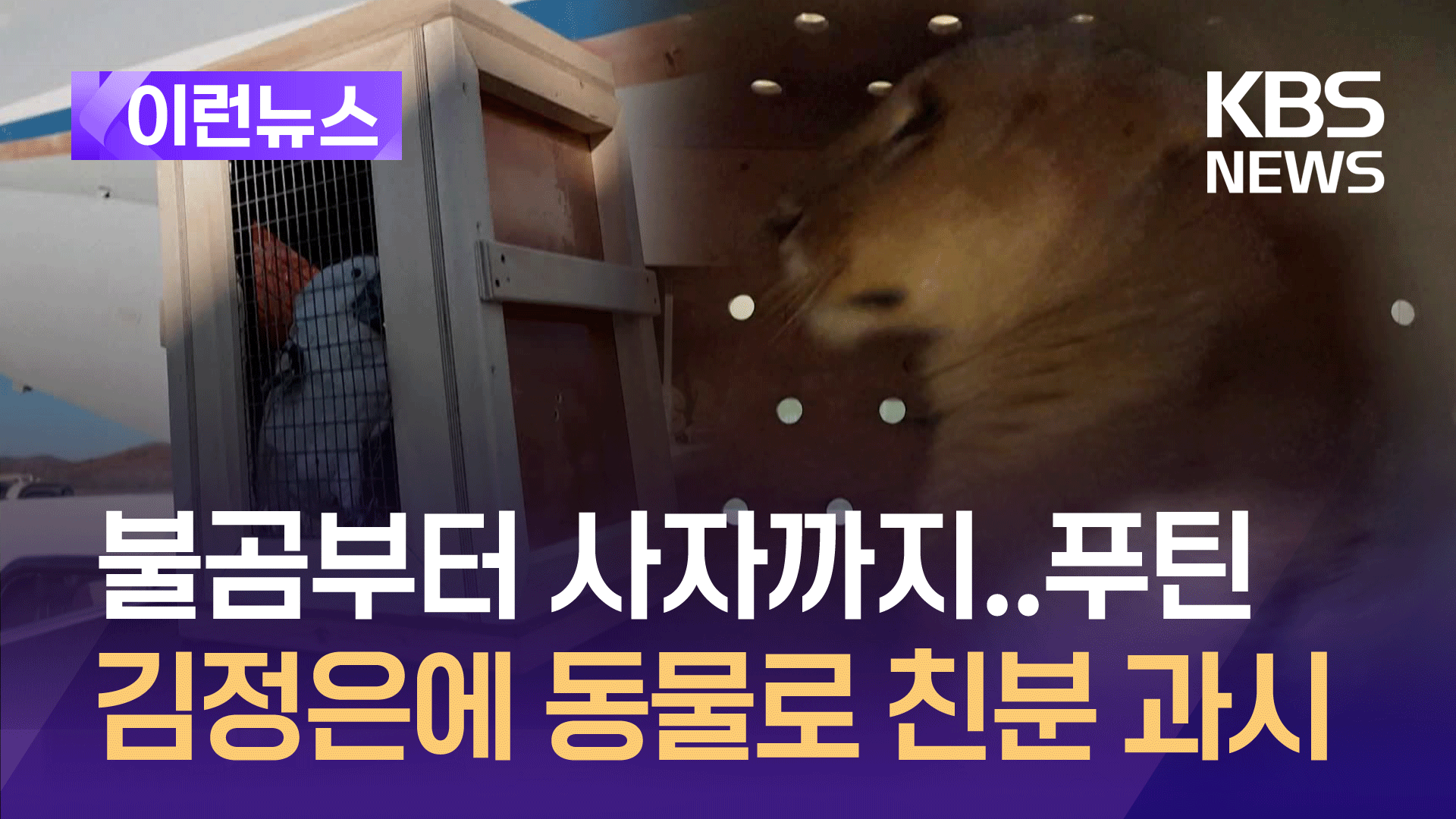 푸틴, 북한에 사자·불곰 등 70여마리 선물 공세…두터운 친분 과시