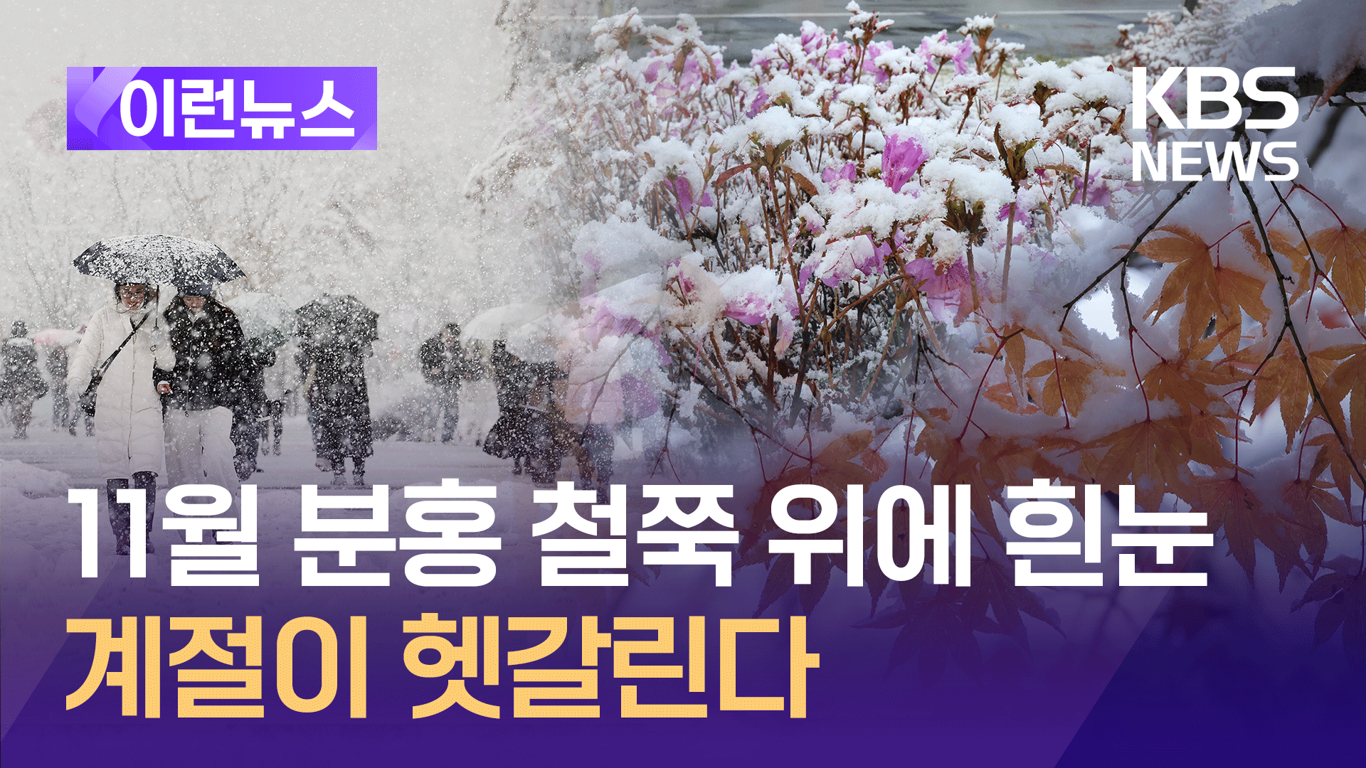 11월 폭설 맞은 철쭉과 단풍…“계절이 헷갈립니다”