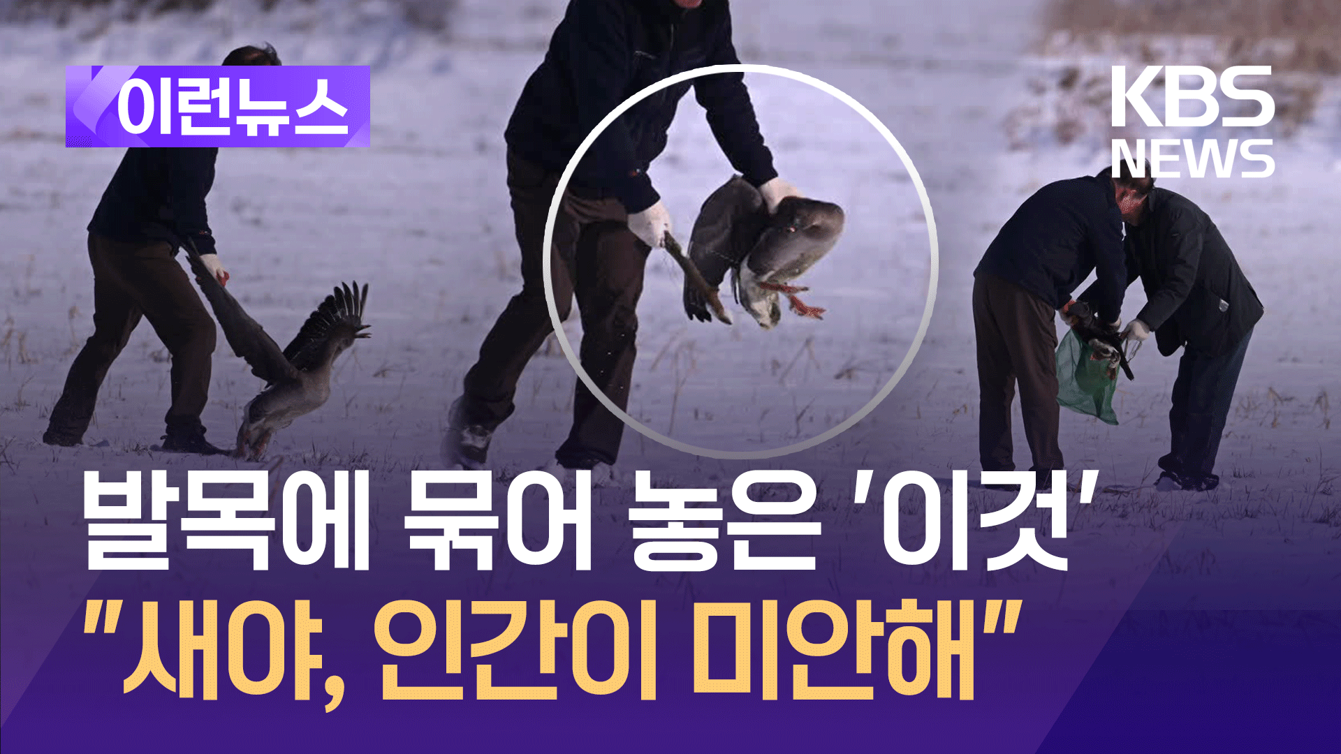 “큰기러기 다리에 막대기 묶어 땅 박고 4시간…자루에 포획도”