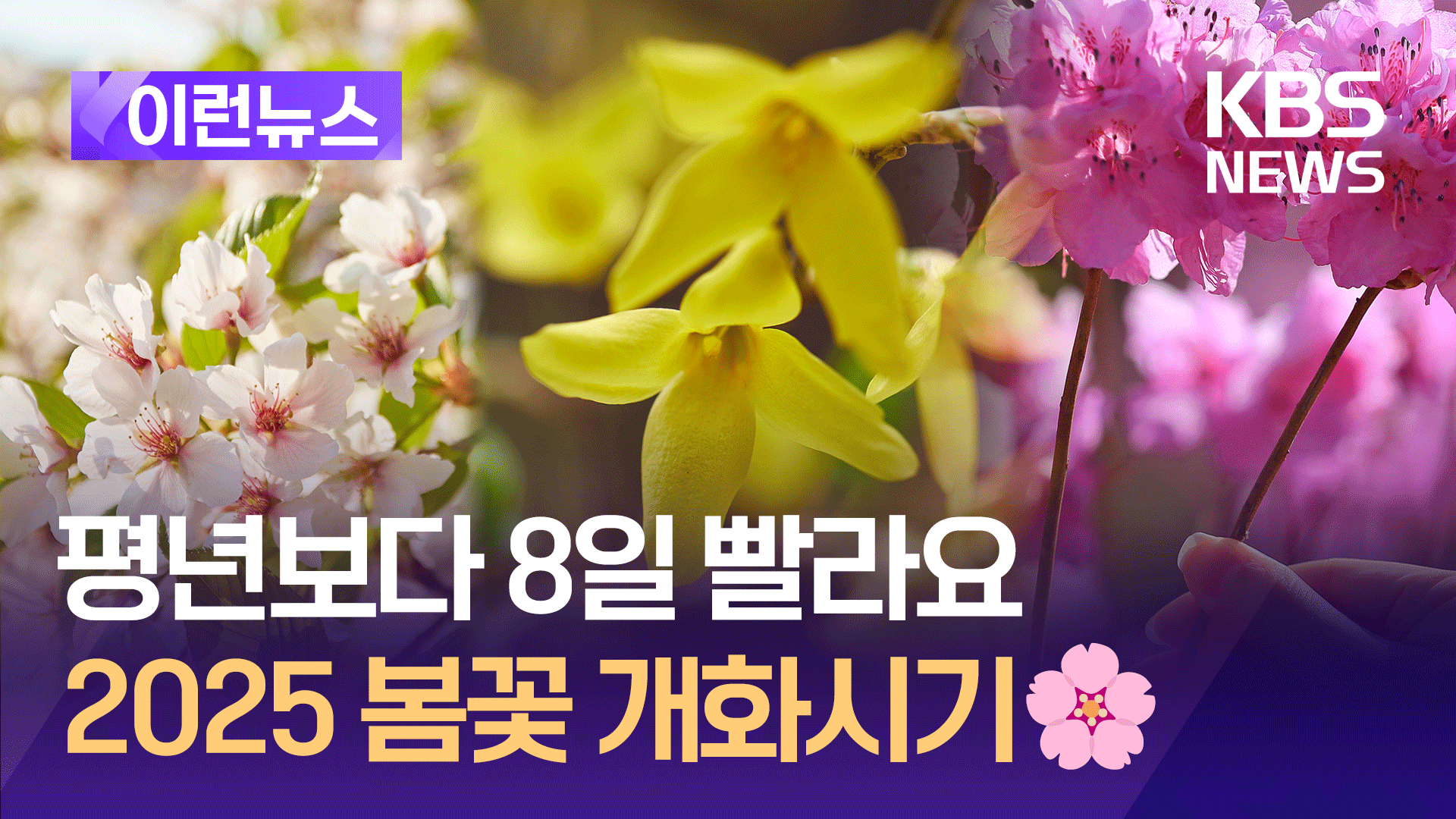 벚꽃, 올해는 언제 필까?🌸(feat.개나리·진달래)