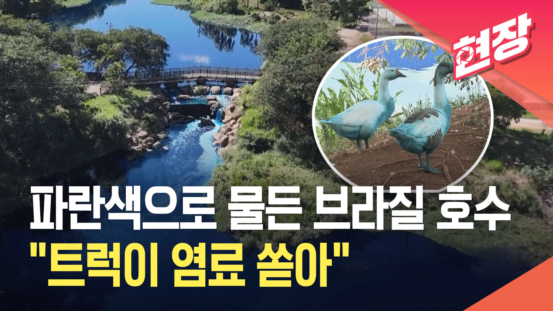 거위도 물고기도 파란색?…브라질 호수에 염료 유출 ‘충격’ 