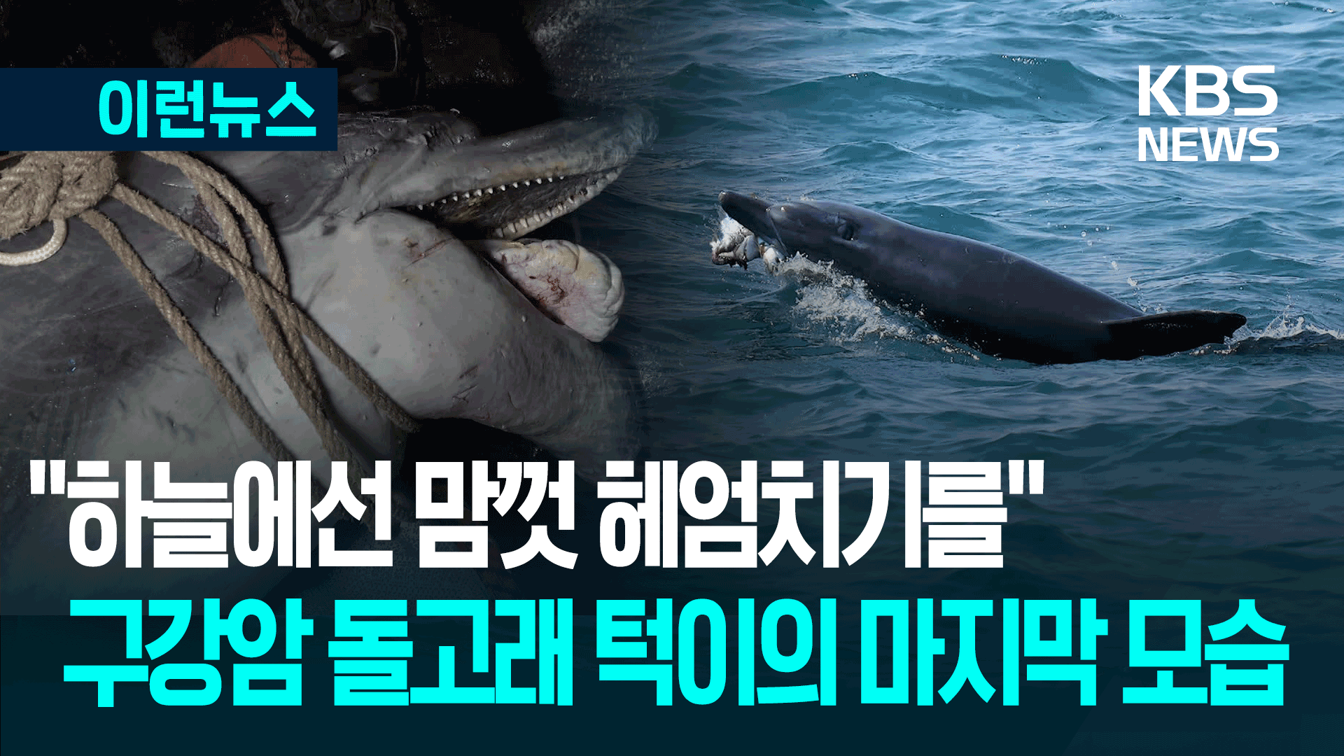 강인한 생명력의 상징 돌고래 ‘턱이’…7년 투병 끝에 하늘로