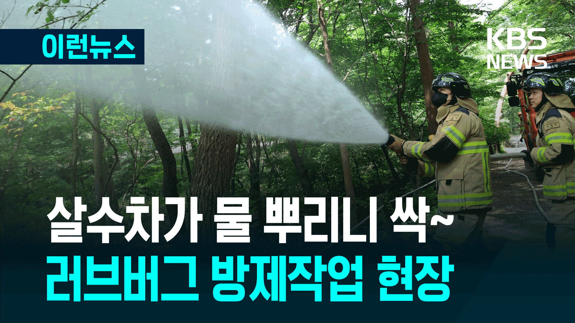 거센 물줄기에 ‘후두둑’…러브버그 살수방제 현장 