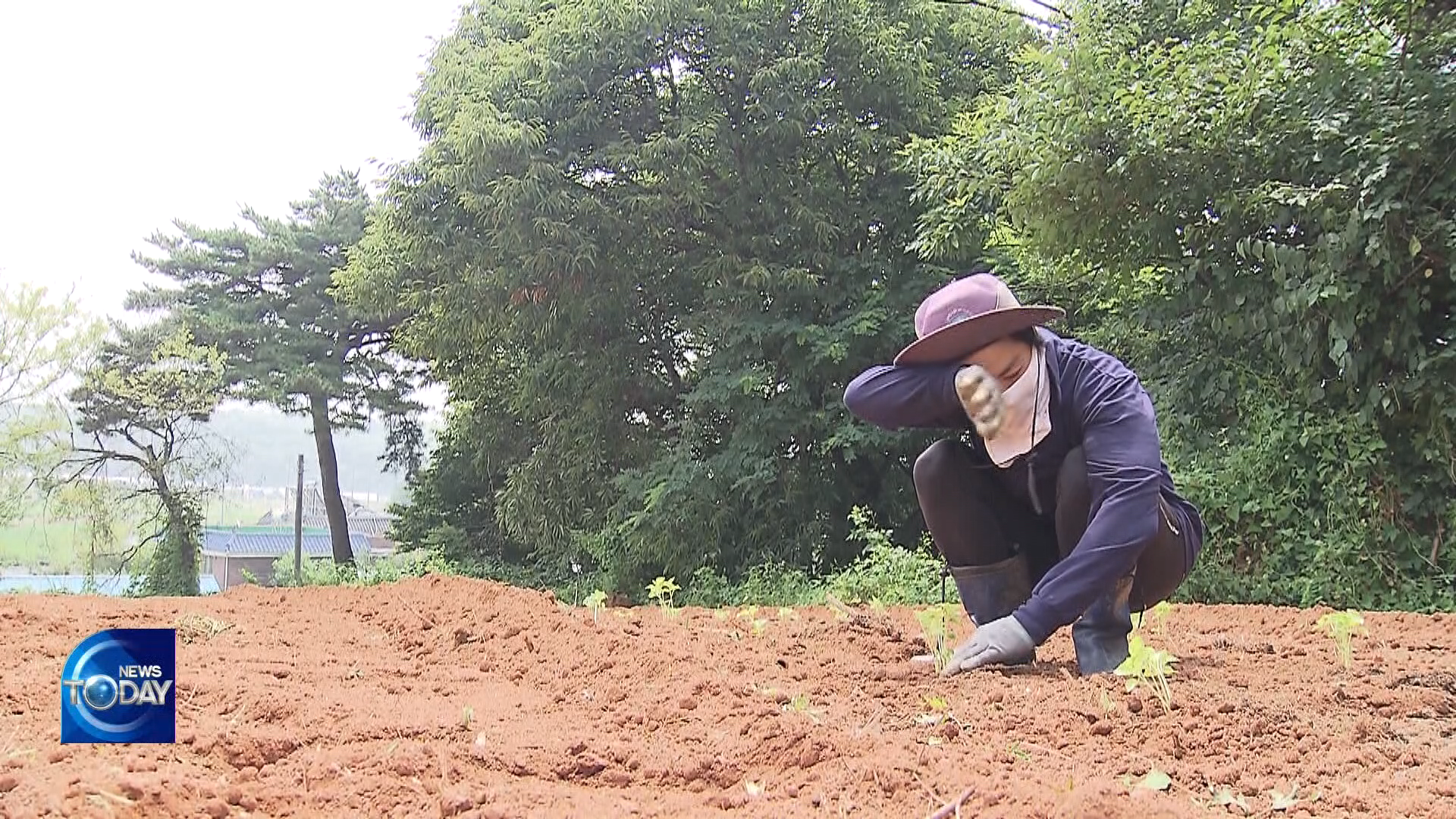 [News Today] Elderly farmers at risk from heatwave