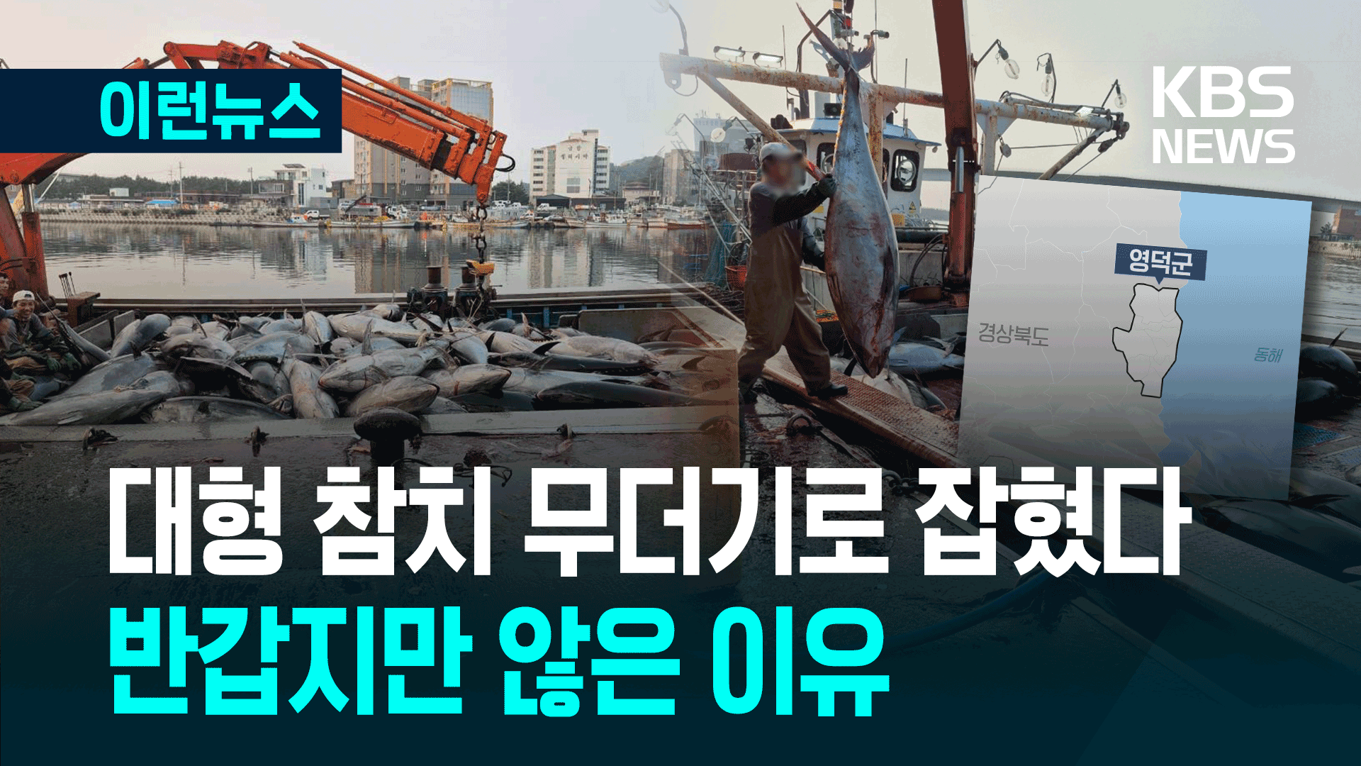 동해바다에 대형 참치들이 왜?…무더기로 잡혔다