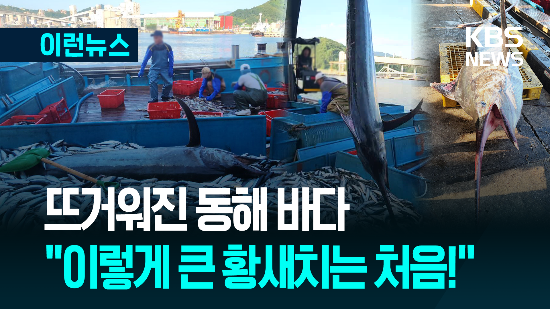 뜨거워진 동해 바다, 참치떼 이어 3m 황새치까지
