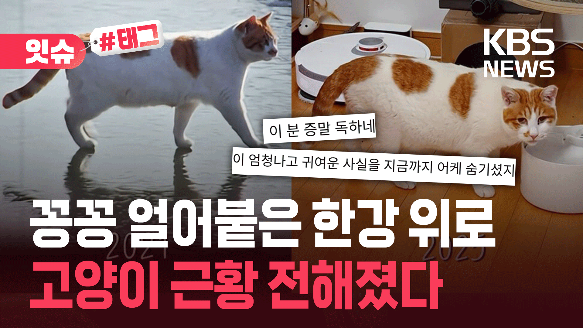“꽁꽁 얼어붙은 한강 위로~ 그 고양이, 제가 입양했어요”