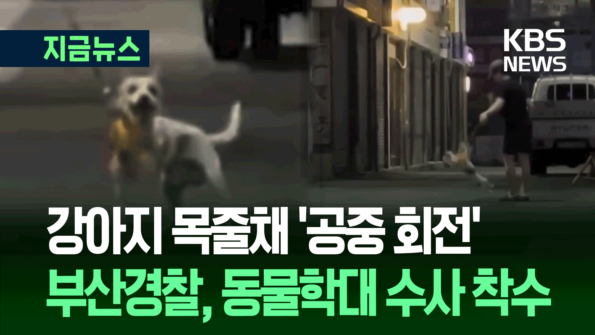 “이게 훈육이라고?” 목줄채 흔들고 공중 회전 ‘강아지 학대’ 수사 착수