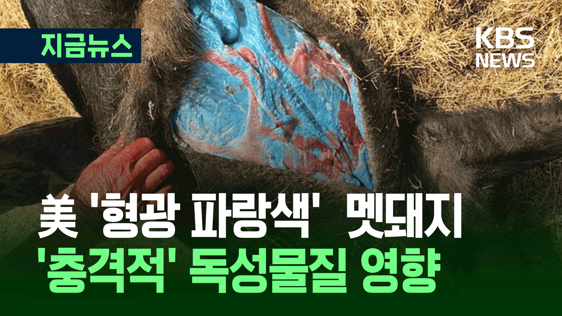 캘리포니아에 ‘형광 파랑돼지’ 출몰…드디어 밝혀진 충격 원인