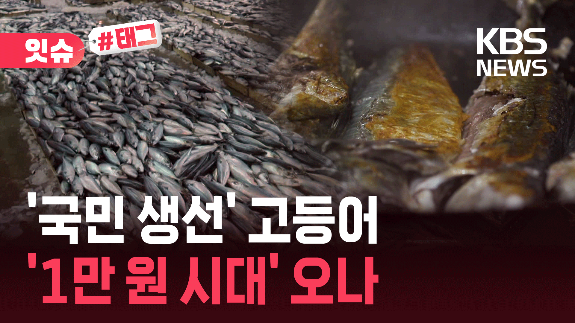 고등어 ‘두 배’ 잡혔는데 가격은 더 뛰었다고?