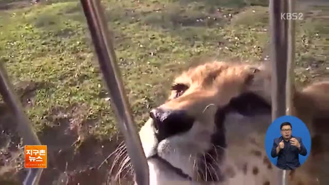 [지구촌 화제 영상] 무서운 맹수 치타, 귀여운 울음소리