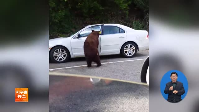 [지구촌 화제 영상] 美 캘리포니아, 자동차 문을 연 ‘호기심 많은 곰’