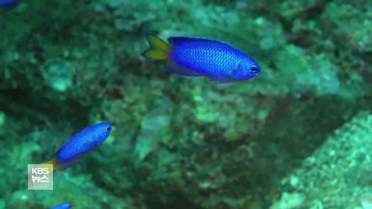 최남단 마라도의 수중 비경…보호대상 해양생물 발견