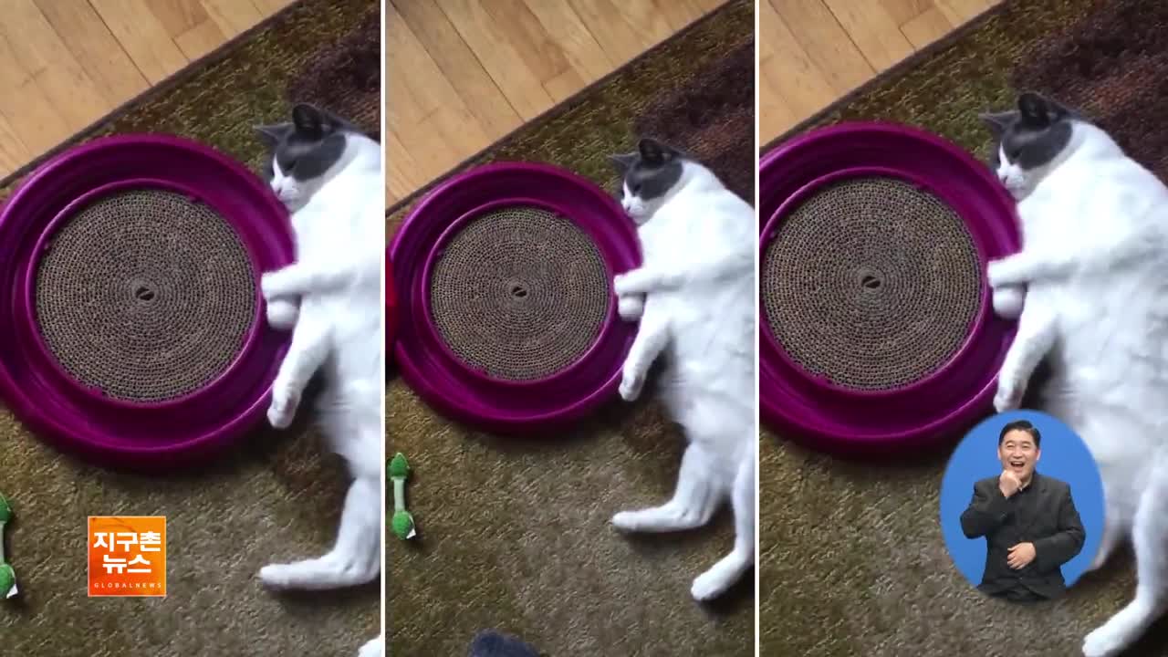 [지구촌 화제 영상] 게으른 고양이의 장난감 놀이