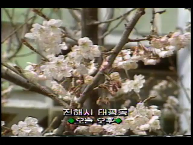 [9시 영상] 진해시 태평동 벚꽃 개화 