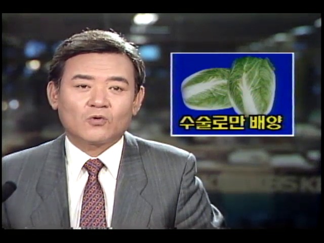 배추꽃가루 배양기술 개발