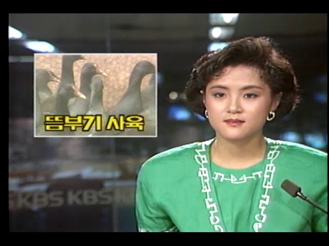 뜸부기 대량 사육 농가