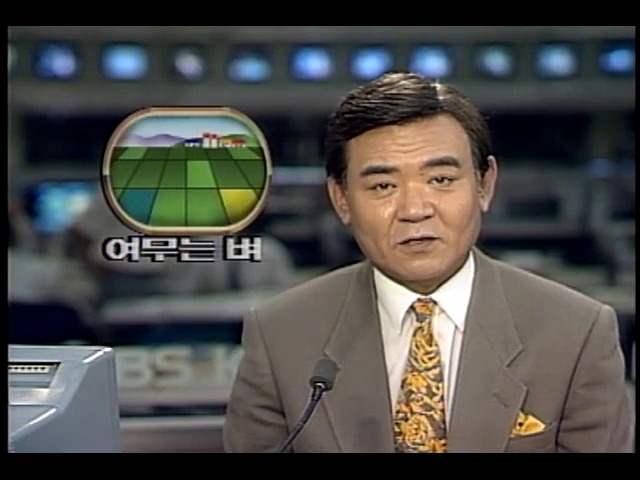 익어가는 벼