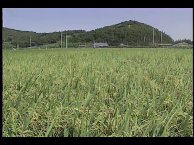 영상취재 나주 군 들녘  참새