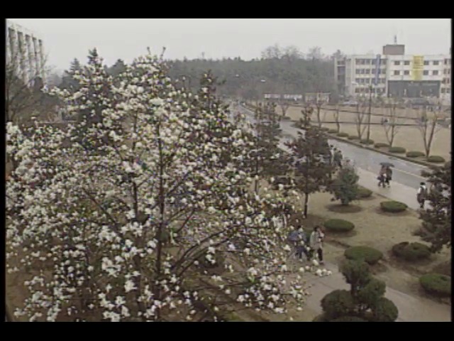 영상취재 광주 전남대학교에핀 목련