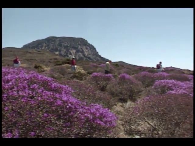 [영상취재] 철쪽꽃 포식하는 야생 노루